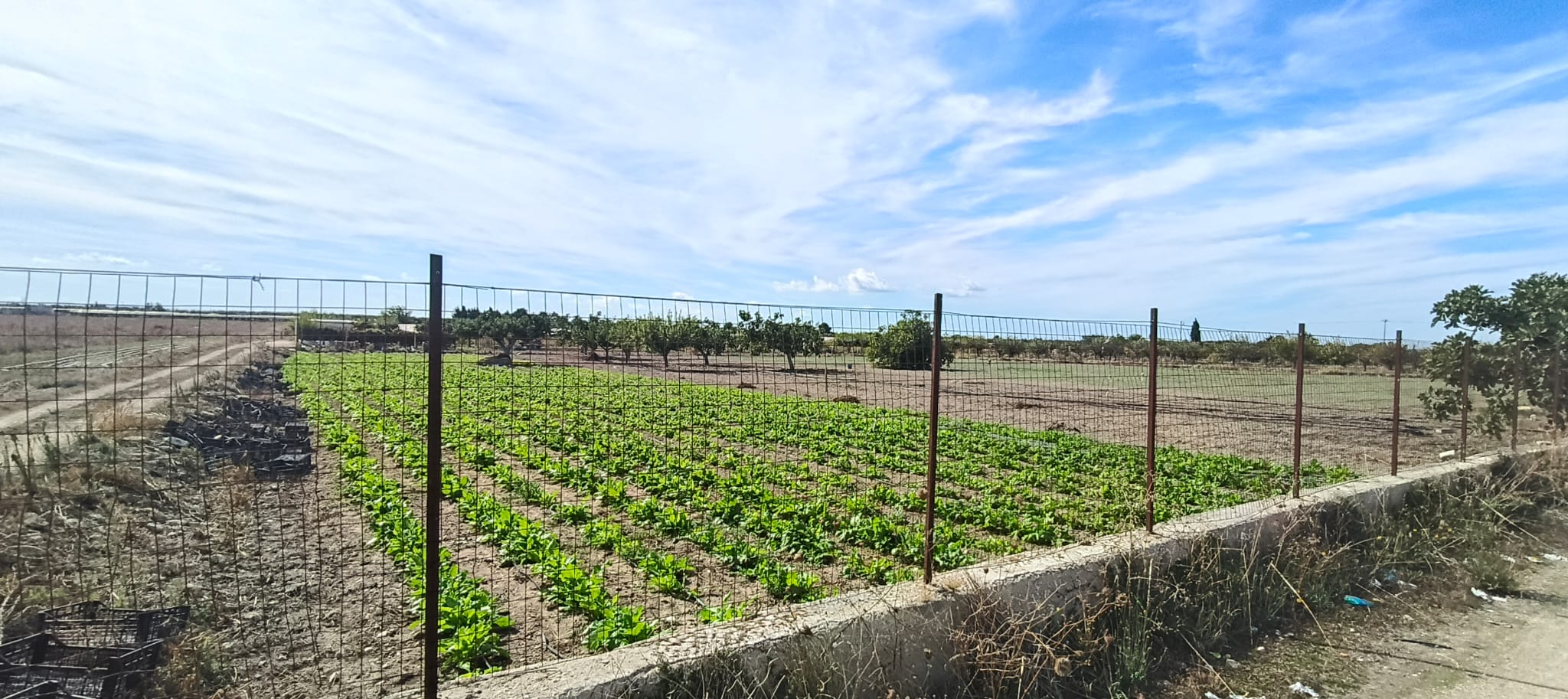 Terreno agricolo in vendita, località Boccadoro - Contrada Le Paludi - Trani.